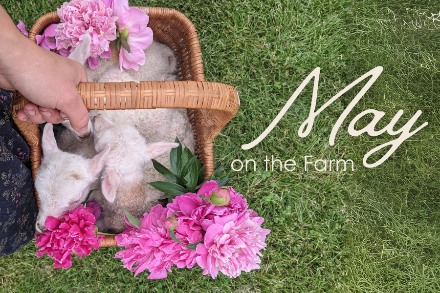 over head view of a lamb and pink peonies being held in a basket over grass, with the words May on the Farm written in white text
