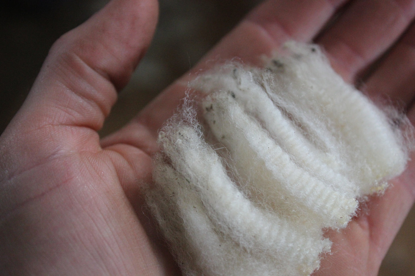 Raw Wool / Fleece