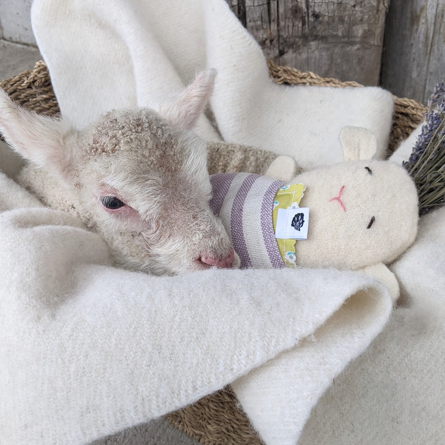 Wool + Lavender Lamb