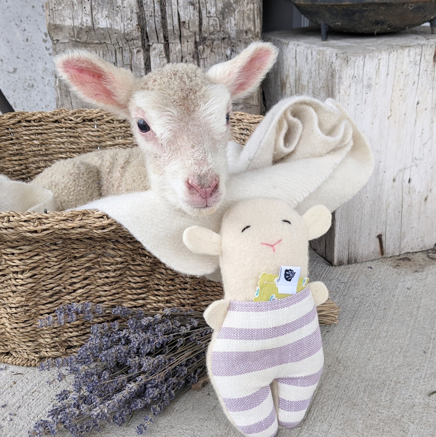 Wool + Lavender Lamb