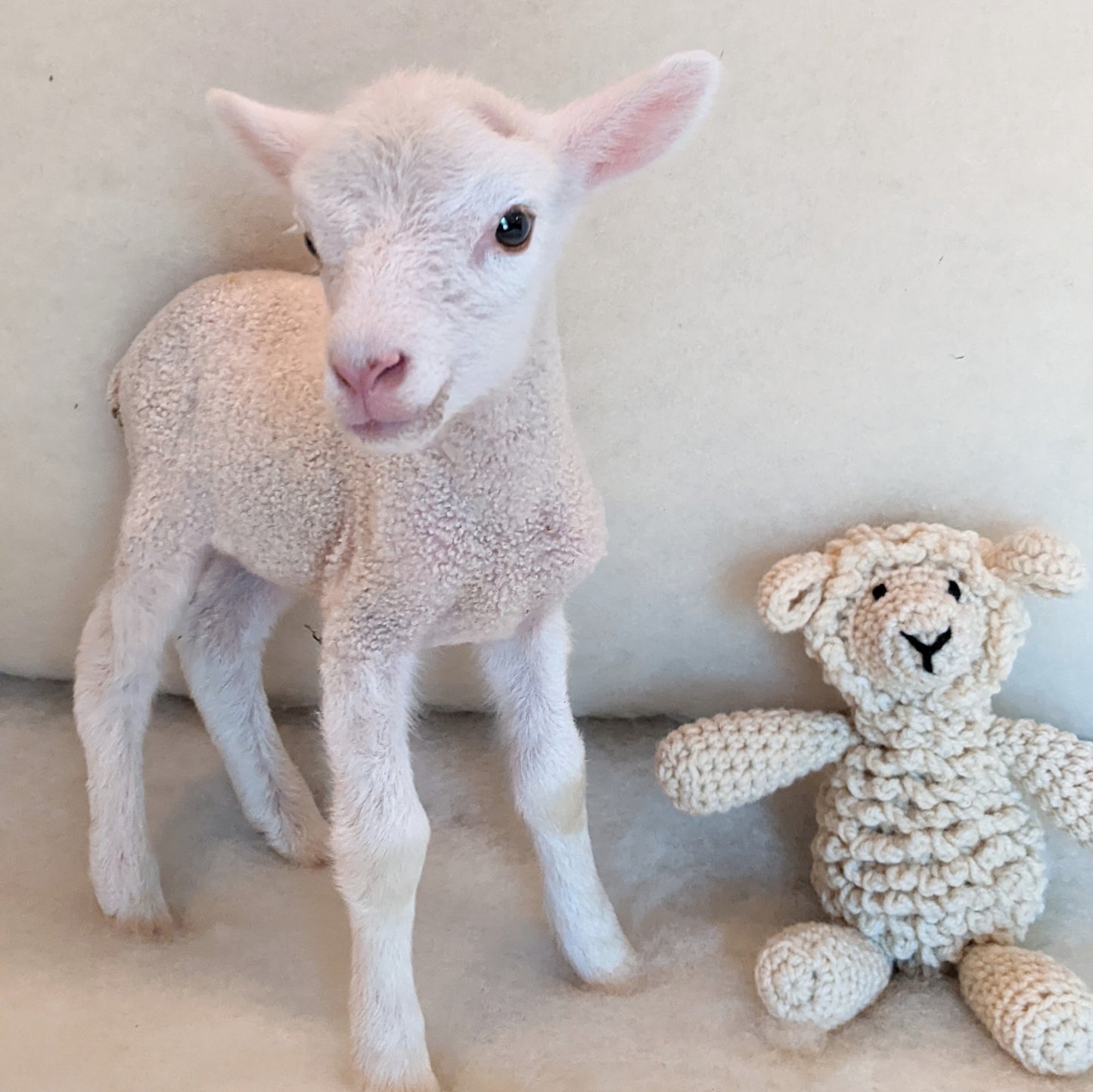 Crochet Kits