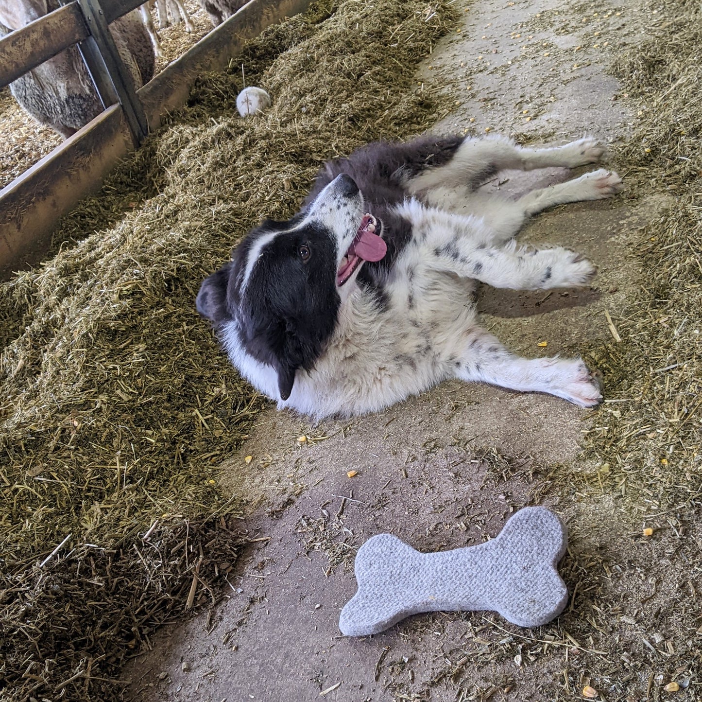 Wool Felt Pet Chews